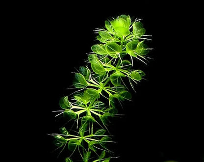 Aldrovanda Vesiculosa Seeds For Planting - Aquatic Carnivorous Plant