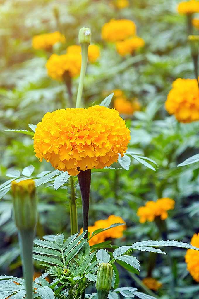 Yellow Marigold Flower seeds for Planting Hardy Variety, Heirloom & GMO Free Seeds for Home Garden vegetable and garden seeds