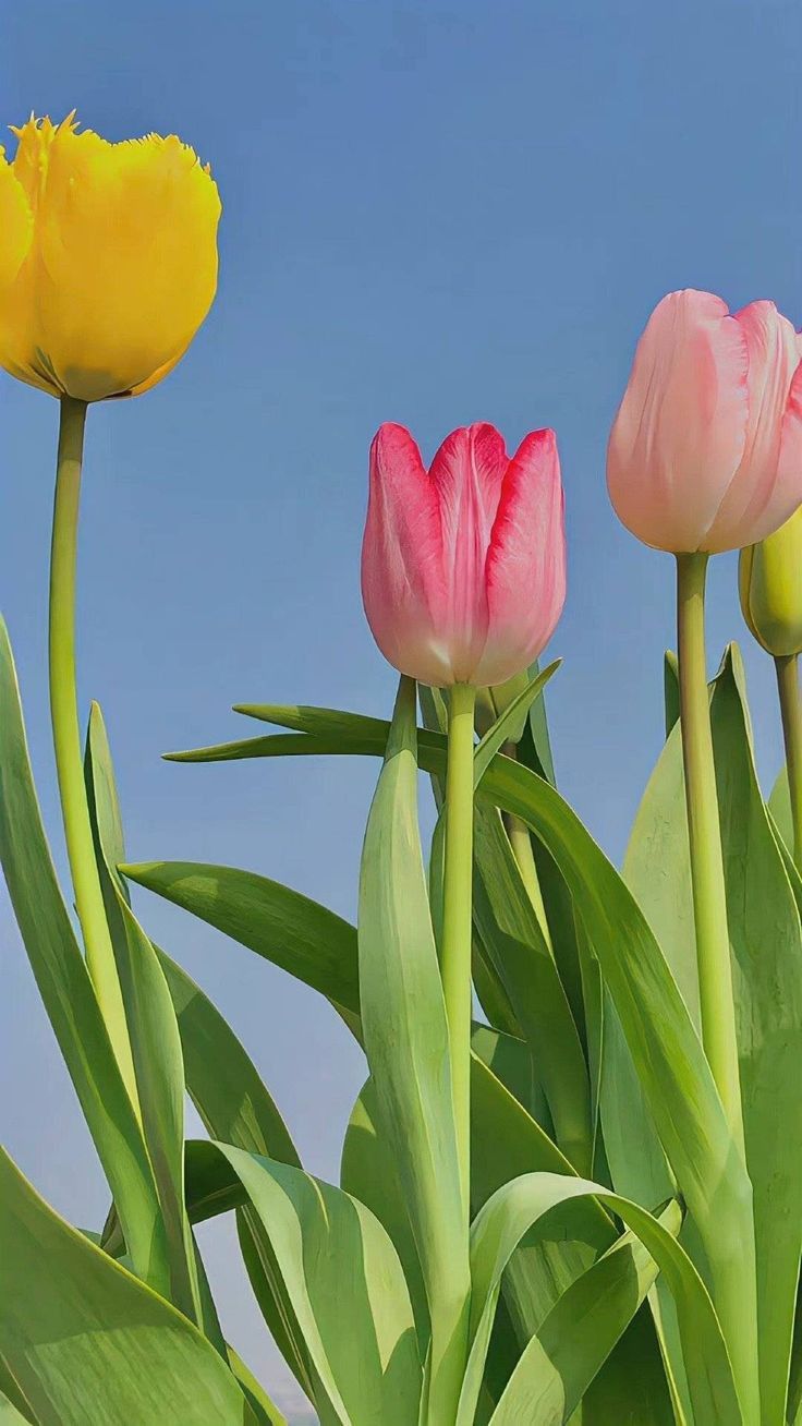 High quality Yellow & Pink Tulip Flower seeds for Planting Perfect for Borders, Heirloom & GMO Free Seeds for Home Garden seeds pack