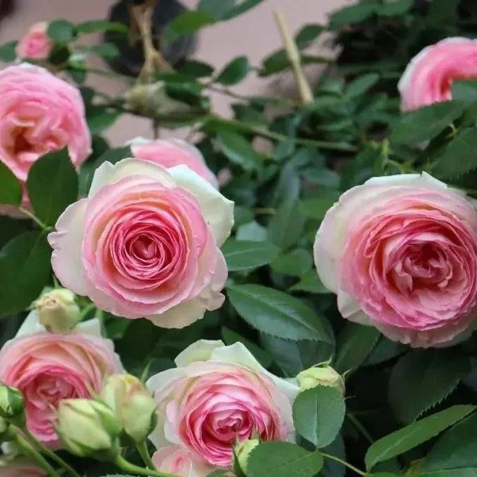 High quality Pink Lonza Gemstone Flower Seeds for Planting Heirloom, Non GMO, Sun Loving Garden Seeds seeds pack