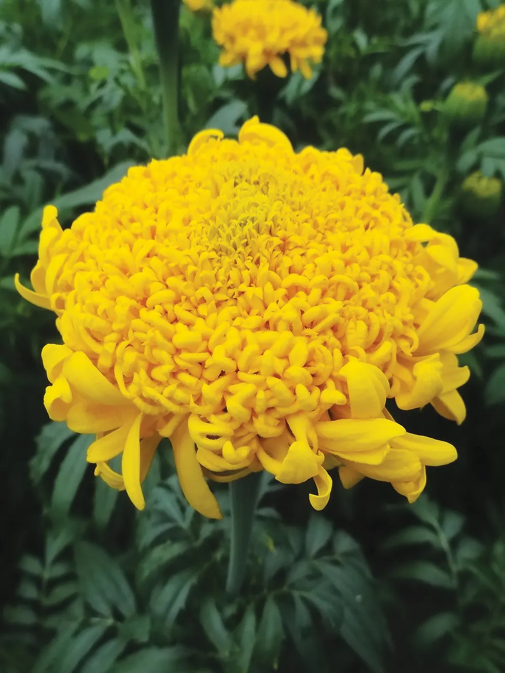 Heirloom Marigold Flower seeds for Planting Premium Quality Heirloom & GMO Free Seeds for Home Garden