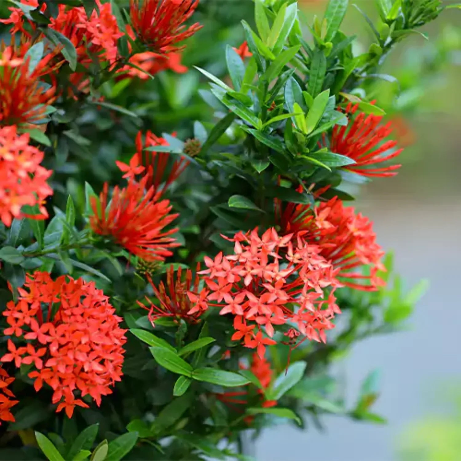 Premium Passi Coccinea Flower seeds for Planting Wildflower Mix, Heirloom & GMO Free Seeds for Home Garden seeds