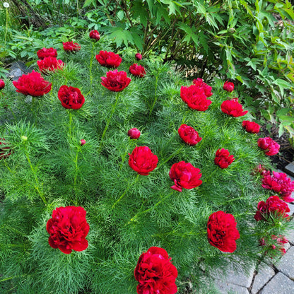 Double Flowering Fernleaf Peony Seeds – Heirloom Non-GMO Blooms for Garden Planting