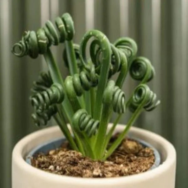 Premium Curly Twisted Flower seeds for Planting Perfect for Borders, Heirloom & GMO Free Seeds for Home Garden seeds