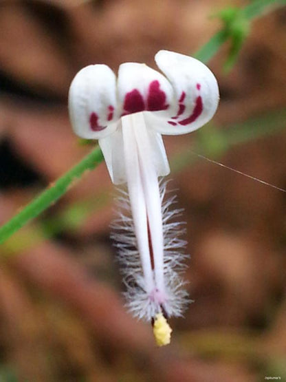 Andrographis Flower seeds for Planting Compact Growth Heirloom & GMO Free Seeds for Home Garden