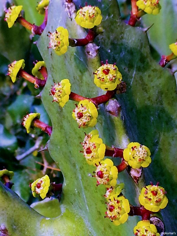 Heirloom Euphorbia Mayurnathanii Flower seeds for Planting Fragrant Blossoms Heirloom & GMO Free Seeds for Home Garden