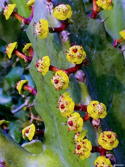 Heirloom Euphorbia Mayurnathanii Flower seeds for Planting Fragrant Blossoms Heirloom & GMO Free Seeds for Home Garden