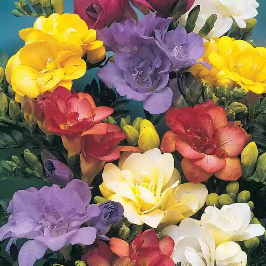 High quality Multi Freesia Flower seeds for Planting Sun Loving, Heirloom & GMO Free Seeds for Home Garden seeds pack