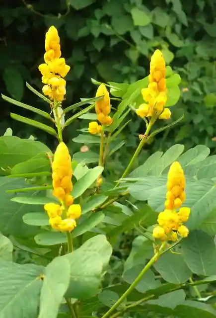 Yellow Cassia Candlestick Flower seeds for Planting Cottage Garden Essential, Heirloom & GMO Free Seeds for Home Garden vegetable and garden seeds