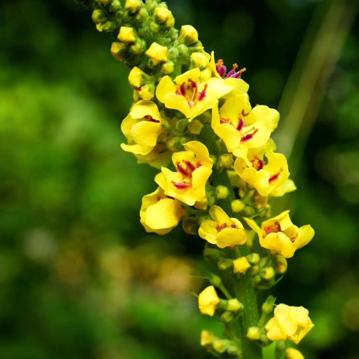 Premium Yellow Mullein Flower seeds for Planting Cut Flower Favorite, Heirloom & GMO Free Seeds for Home Garden seeds