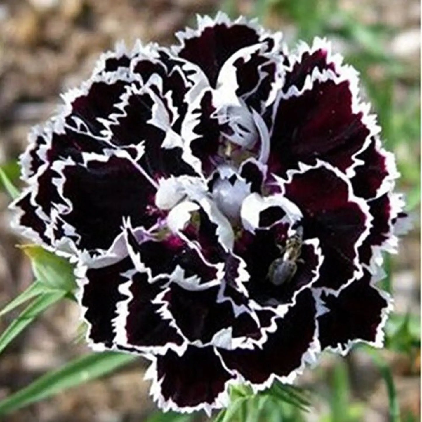 Carnation Flower Seed Flower seeds for Planting Colorful Display Heirloom & GMO Free Seeds for Home Garden
