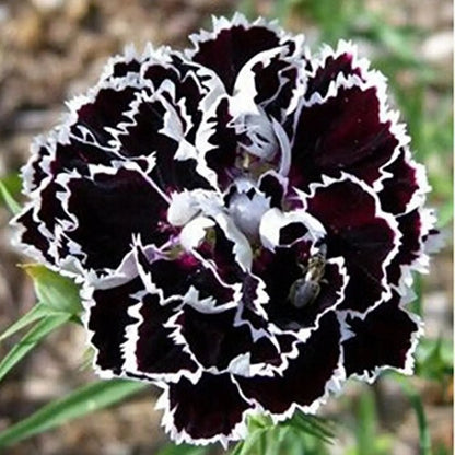 Carnation Flower Seed Flower seeds for Planting Colorful Display Heirloom & GMO Free Seeds for Home Garden