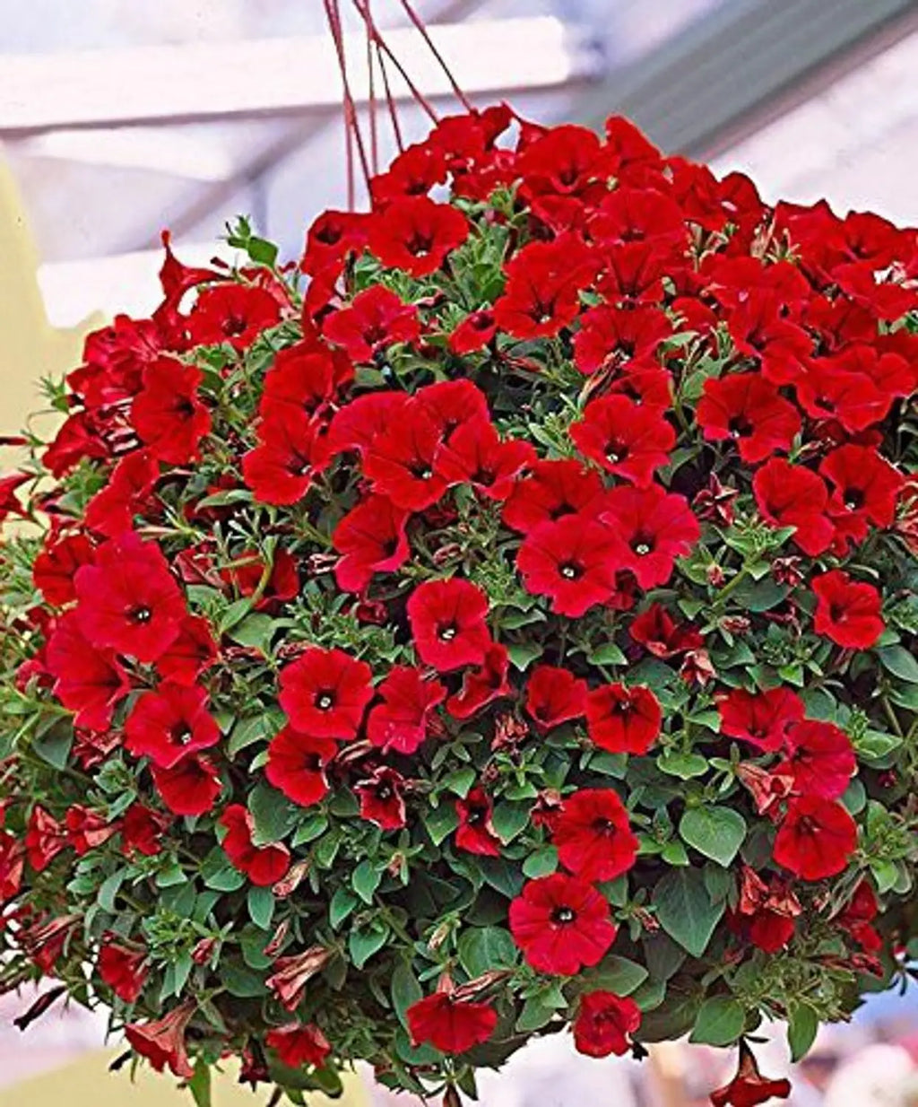Premium Red Velour Flower seeds for Planting Colorful Display, Heirloom & GMO Free Seeds for Home Garden seeds