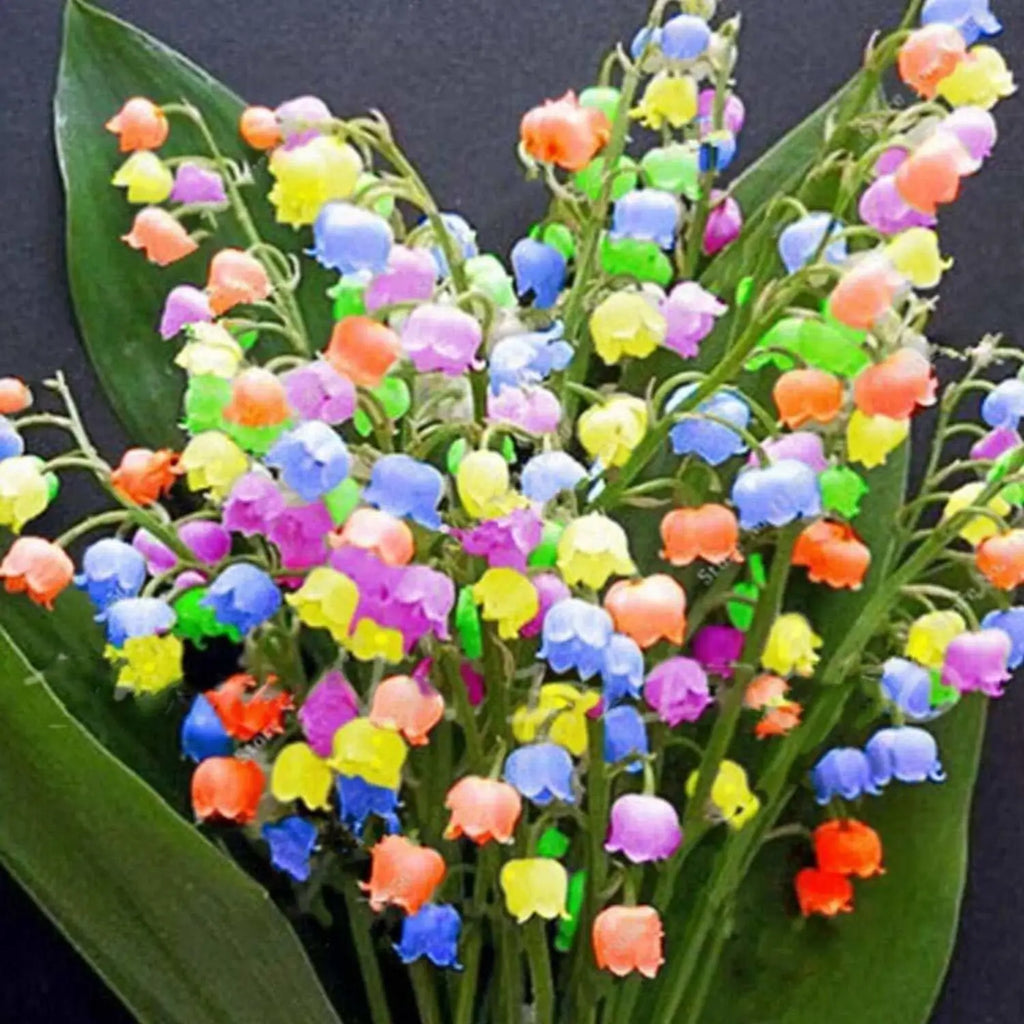 Premium Mixed Bell Orchid Flower seeds for Planting Low Maintenance, Heirloom & GMO Free Seeds for Home Garden seeds