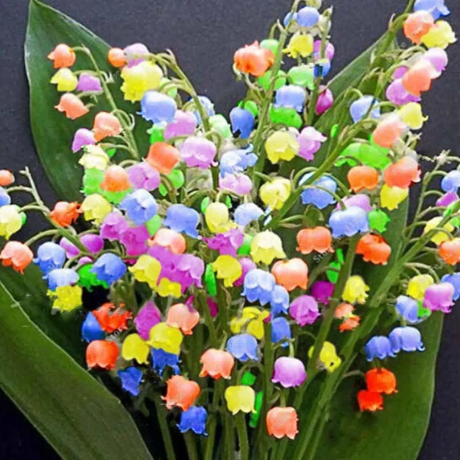 Premium Mixed Bell Orchid Flower seeds for Planting Low Maintenance, Heirloom & GMO Free Seeds for Home Garden seeds