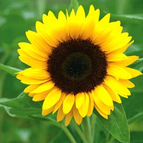 High quality Sunflower Yellow Orange Flower seeds for Planting Wildflower Mix, Heirloom & GMO Free Seeds for Home Garden seeds pack