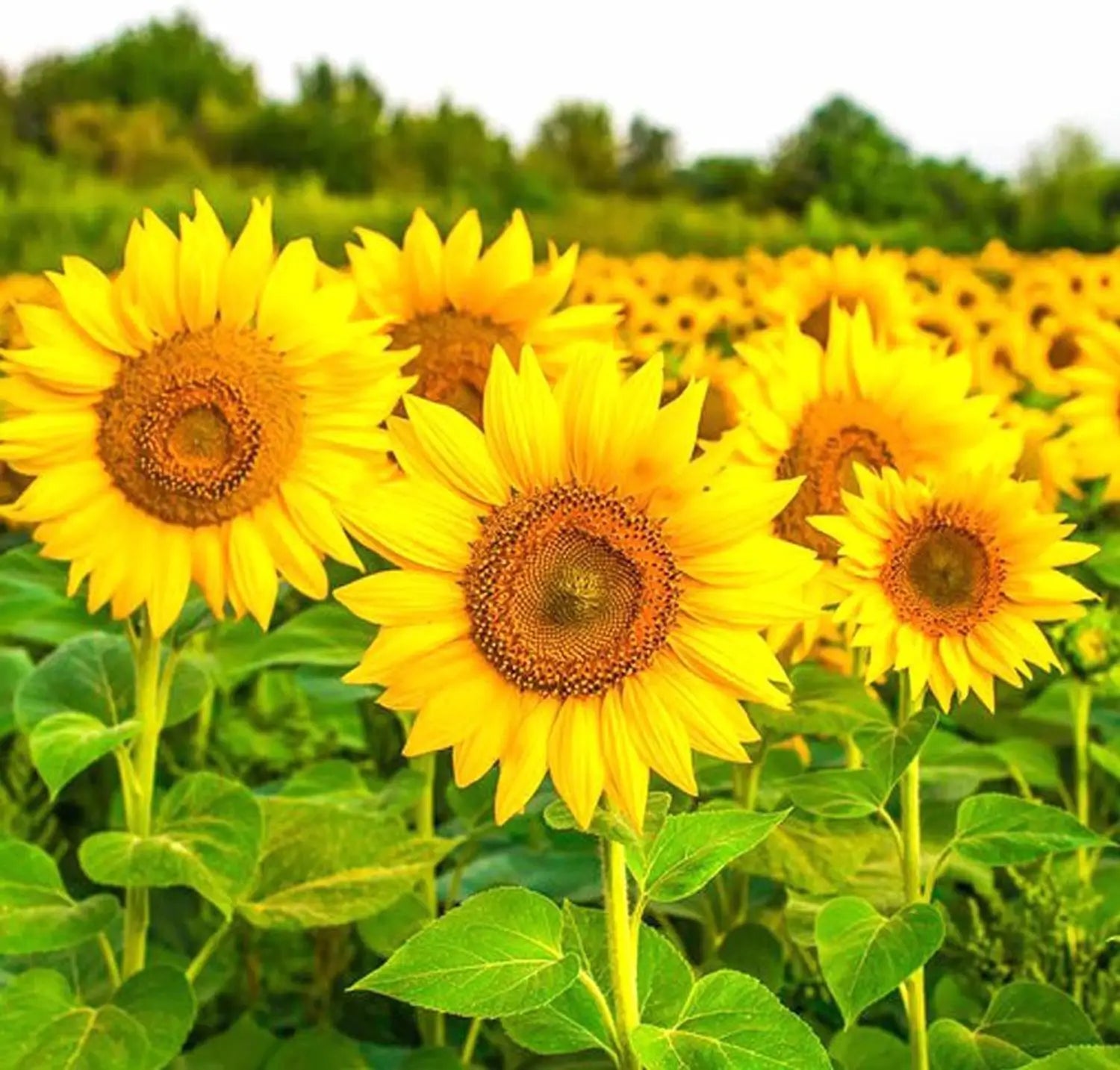 Premium Sunflower Flower seeds for Planting Bright Blooms, Heirloom & GMO Free Seeds for Home Garden seeds