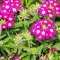Burgundy Verbena Flower seeds for Planting Pollinator Friendly, Heirloom & GMO Free Seeds for Home Garden seeds for planting