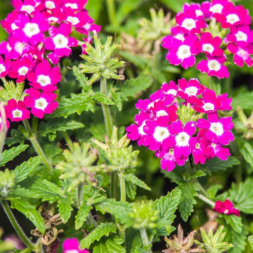 Burgundy Verbena Flower seeds for Planting Pollinator Friendly, Heirloom & GMO Free Seeds for Home Garden seeds for planting