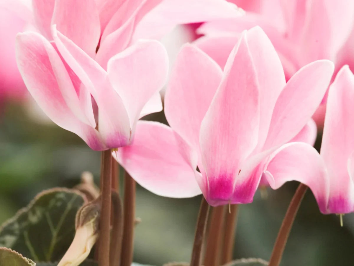 Violet Cyclamen Flower seeds for Planting Drought Tolerant Heirloom & GMO Free Seeds for Home Garden