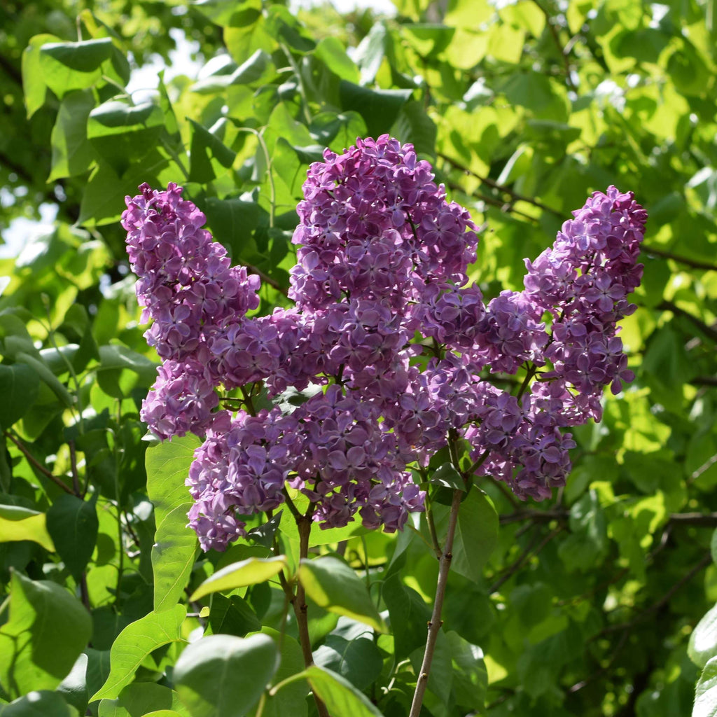 Purple Fragrant Flower seeds for Planting Compact Growth, Heirloom & GMO Free Seeds for Home Garden vegetable and garden seeds