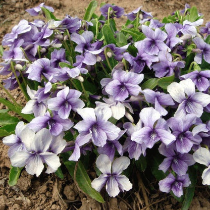 Viola Yedoensis Flower seeds for Planting Premium Quality Heirloom & GMO Free Seeds for Home Garden