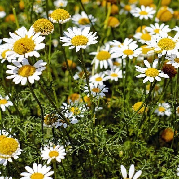 Chamomile Flower seeds for Planting - Hardy Variety, Heirloom & GMO Free Seeds for Home Garden