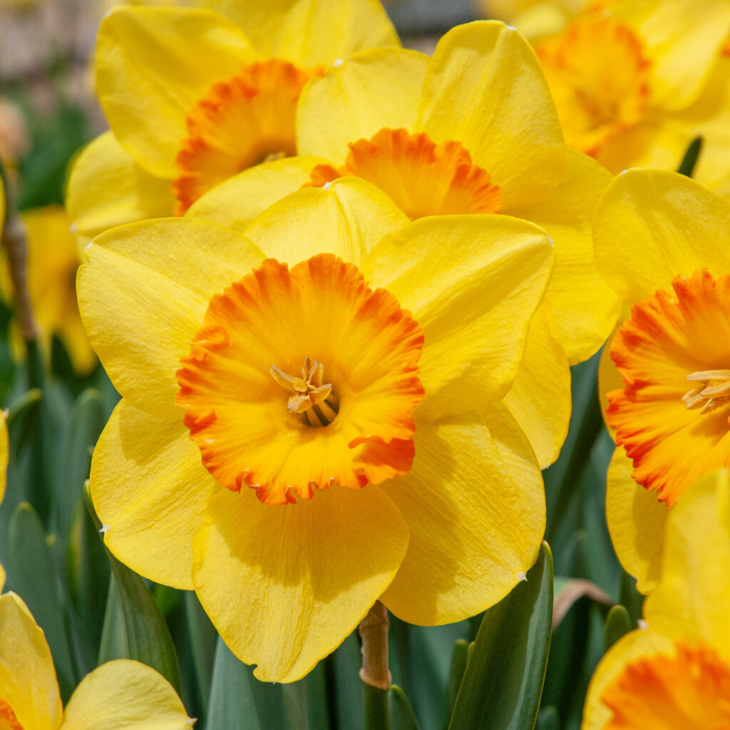 Daffodils Flower seeds for Planting Seasonal Bloomer, Heirloom & GMO Free Seeds for Home Garden vegetable and garden seeds