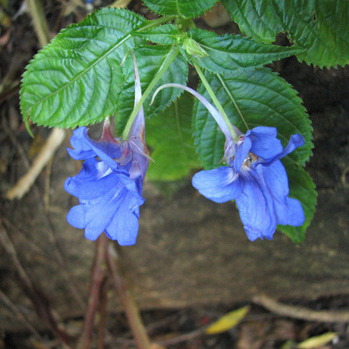 Blue Impatiens Flower seeds for Planting Sun Loving, Heirloom & GMO Free Seeds for Home Garden seeds for planting