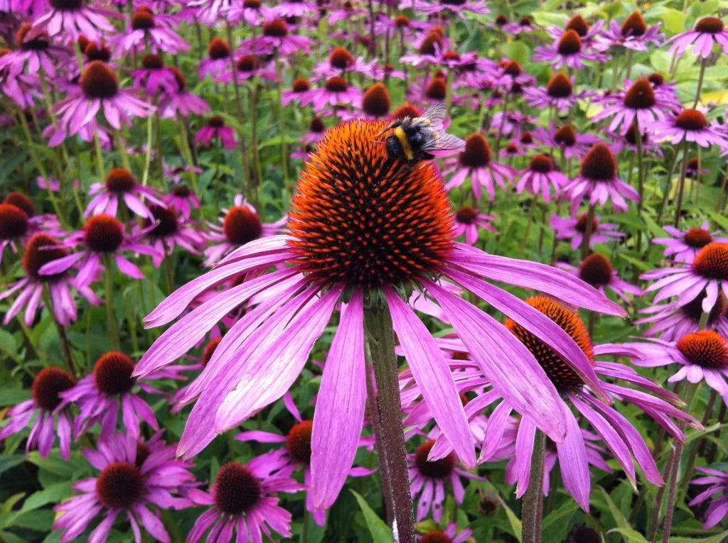 High quality ConeFlower seeds for Planting Cut Flower Favorite, Heirloom & GMO Free Seeds for Home Garden seeds pack
