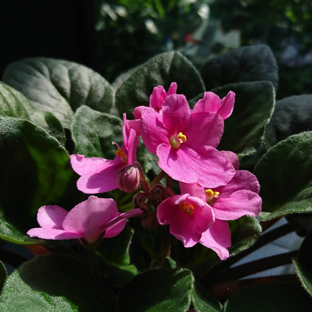 Baby Pink Saintpaulia Flower seeds for Planting Compact Growth, Heirloom & GMO Free Seeds for Home Garden seeds for planting