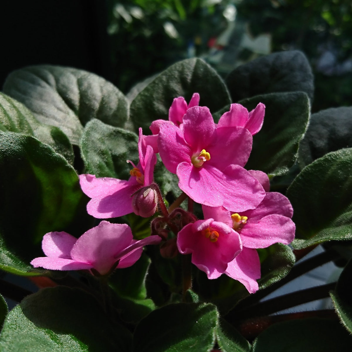 Baby Pink Saintpaulia Flower seeds for Planting Compact Growth, Heirloom & GMO Free Seeds for Home Garden seeds for planting