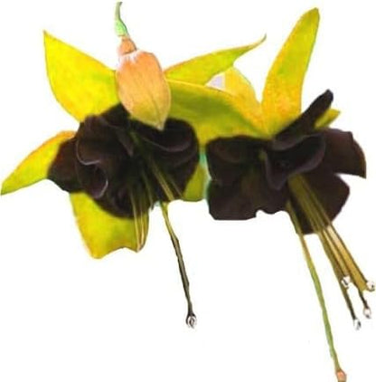 Dark Green Fuchsia Flower Seeds for Easy Planting