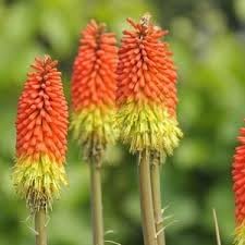 Fresh Caulescens Flower seeds for Planting Wildflower Mix, Heirloom & GMO Free Seeds for Home Garden seeds for planting