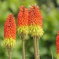 Fresh Caulescens Flower seeds for Planting Wildflower Mix, Heirloom & GMO Free Seeds for Home Garden seeds for planting