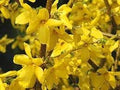 Forsythia Flower seeds for Planting Wildflower Mix, Heirloom & GMO Free Seeds for Home Garden seeds for planting