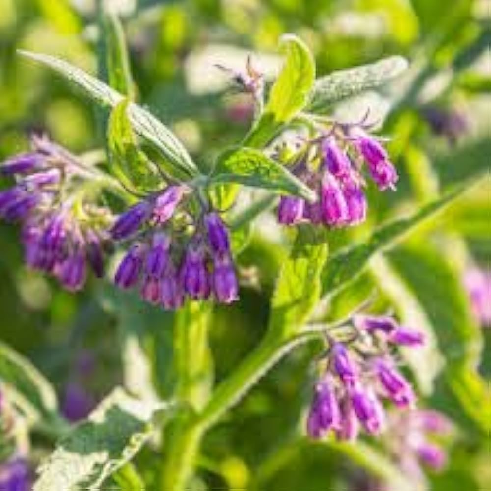 Premium Purple Symphytum Flower seeds for Planting Colorful Display, Heirloom & GMO Free Seeds for Home Garden seeds