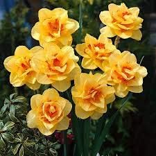 Yellow Red Daffodil Seeds, Heirloom Non-GMO Pollinator-Friendly Flowers for Garden Planting
 
 Sale seeds for home garden