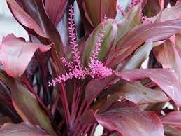 Premium Cordyline Flower seeds for Planting Easy to Grow, Heirloom & GMO Free Seeds for Home Garden seeds