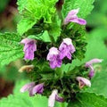 Ballota Nigra Flower seeds for Planting Shade Tolerant, Heirloom & GMO Free Seeds for Home Garden seeds for planting