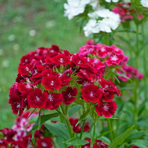 Burgundy Dianthus Flower seeds for Planting Cut Flower Favorite, Heirloom & GMO Free Seeds for Home Garden Sale seeds for planting