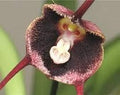 Red Monkey Face Flower seeds for Planting Premium Quality, Heirloom & GMO Free Seeds for Home Garden seeds for planting