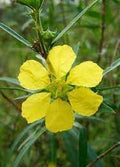 Sinicuichi Flower seeds for Planting Hardy Variety, Heirloom & GMO Free Seeds for Home Garden seeds for planting