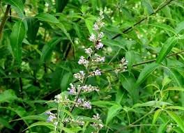 Vitex Negundo Planting Seeds - Premium Quality Foliage Shrub For Lush Greenery And Aromatic