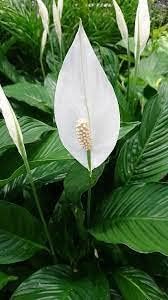 Spathiphyllum Flower seeds for Planting Cottage Garden Essential Heirloom & GMO Free Seeds for Home Garden 
 
 Sale for planting in home garden