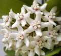 Hoya White Flower seeds for Planting Wildflower Mix, Heirloom & GMO Free Seeds for Home Garden seeds for planting