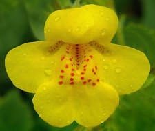 Yellow Mimulus Flower seeds for Planting Low Maintenance, Heirloom & GMO Free Seeds for Home Garden seeds for planting