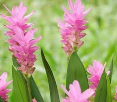Curcuma Flower seeds for Planting Seasonal Bloomer, Heirloom & GMO Free Seeds for Home Garden seeds for planting