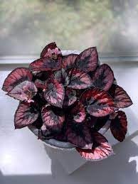 Fresh Coleus Flower seeds for Planting Perfect for Borders, Heirloom & GMO Free Seeds for Home Garden seeds for planting