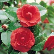 Camellia Japonica Flower seeds for Planting Wildflower Mix, Heirloom & GMO Free Seeds for Home Garden seeds for planting